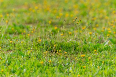 Baharda yeşil bir tarlada küçük sarı çiçekler