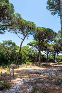Porquerolles adası Fransa 'nın en güzel adalarından biridir.