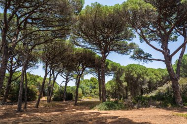 Porquerolles adası Fransa 'nın en güzel adalarından biridir.