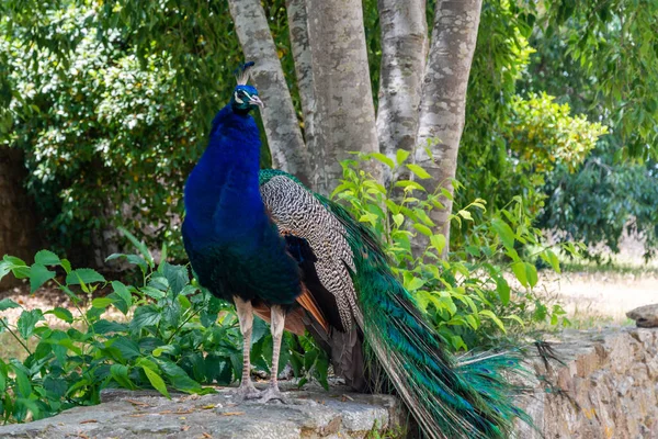 Saint-Tropez kalesinde bir tavus kuşu