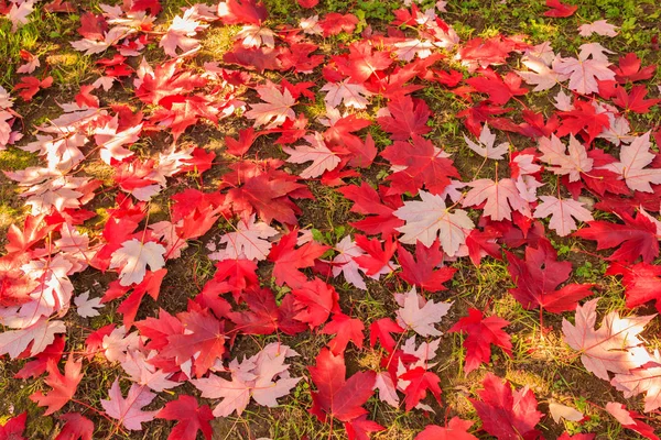 Magia cromática del otoño Fotos De Stock