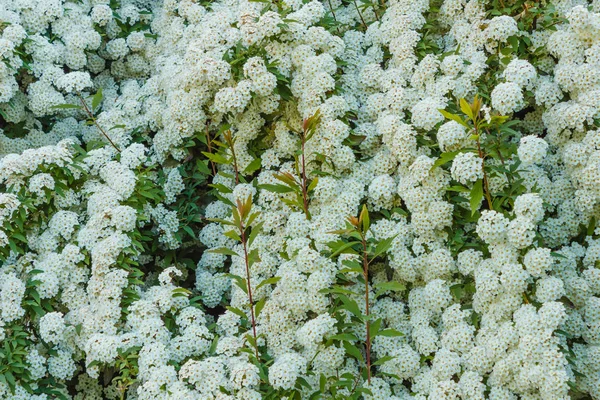 bir çalı beyaz erkeçsakalı çiçek