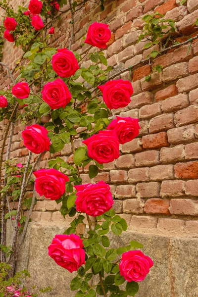 Eine Rose klettert auf eine Ziegelwand — Stockfoto