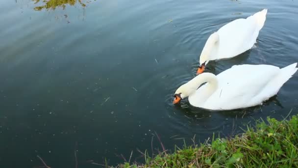 La comida de los cisnes — Vídeo de stock