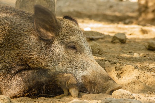 close-up of a wild boar