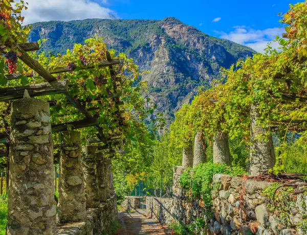 Nebbiolo Carema D.O.C (İtalya karakteristik dikmesi taş ve kireç ünlü Piedmontese üzüm bağları, şarap)