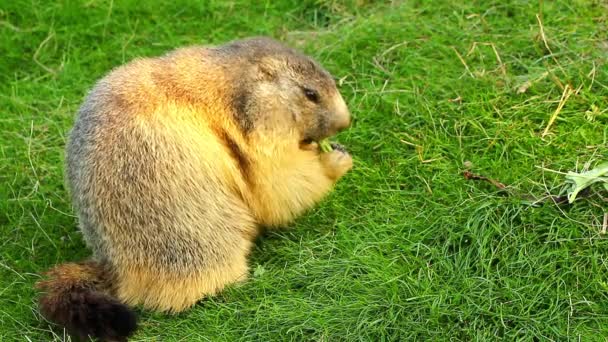 Close Van Een Gezellig Marmot Marmot Eten Rustig Een Weide — Stockvideo