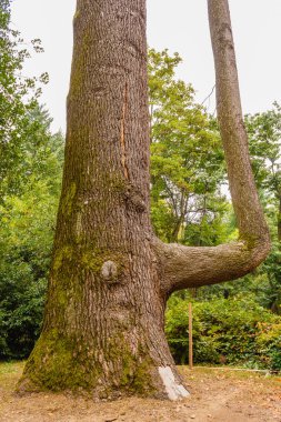 Himalayalar 'dan sedir ağacına Cedrus deodara denir.
