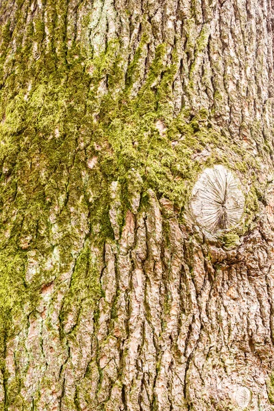 ヒマラヤ杉の幹を閉じて — ストック写真