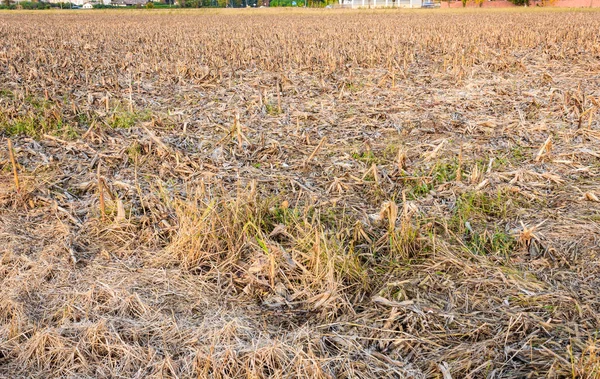 Un campo de trigo en el otoño Fotos De Stock Sin Royalties Gratis