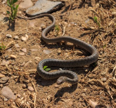 Yılanı (Dolichophis caspius)