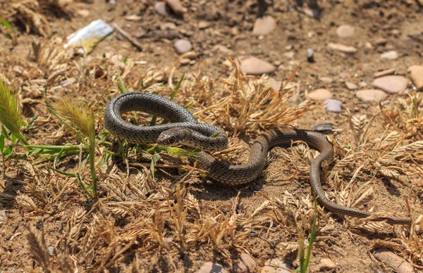 Змея (Dolichophis caspius ) — стоковое фото