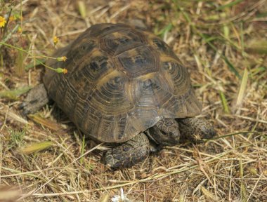 Akdeniz kaplumbağa (Testudo graeca)