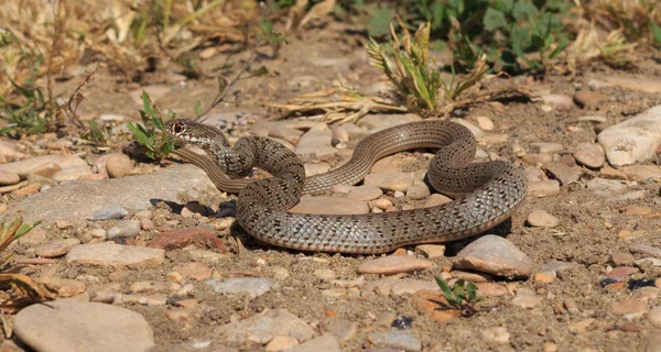 Змея (Dolichophis caspius ) — стоковое фото