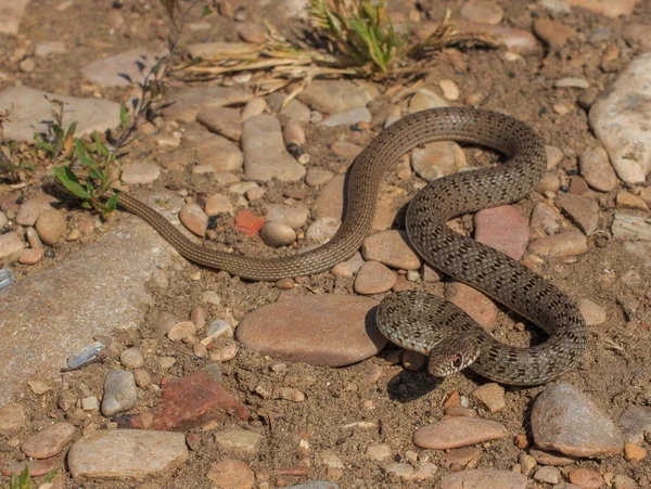 Змея (Dolichophis caspius ) — стоковое фото