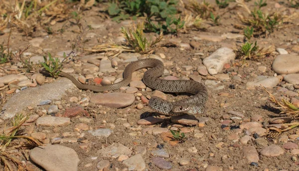 Kígyó (Dolichophis caspius) — Stock Fotó