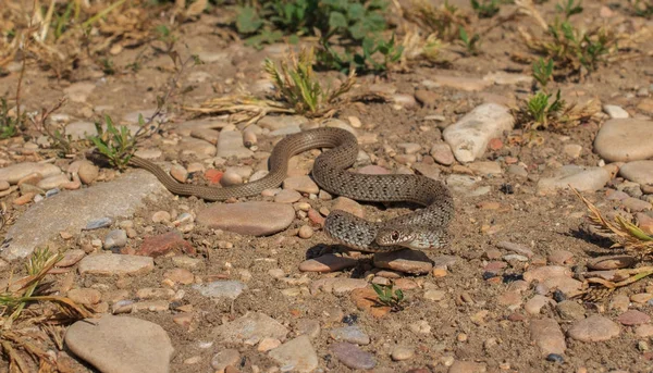 Serpente (Dolichophis caspius ) — Foto Stock