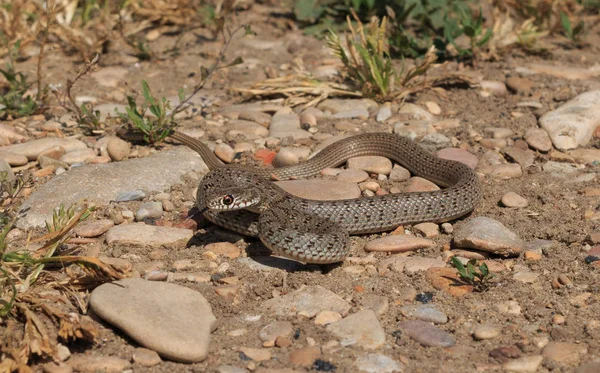 Змея (Dolichophis caspius ) — стоковое фото