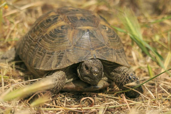 Żółw śródziemnomorski (Testudo graeca) — Zdjęcie stockowe
