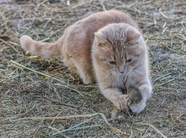 kedi fareyi avlıyor