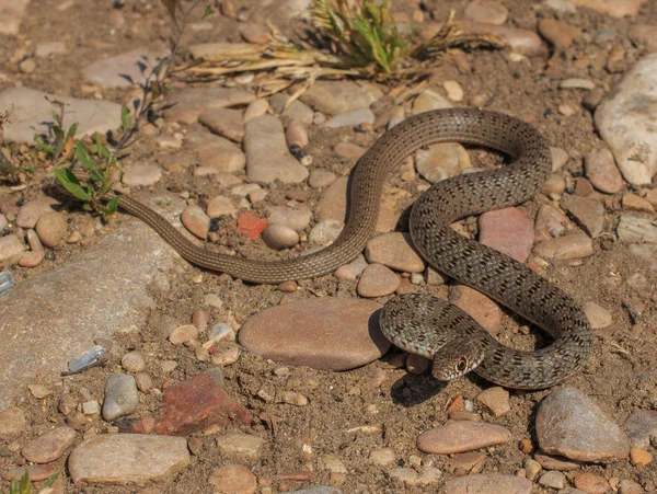 Snake (Dolichophis caspius) Stockafbeelding