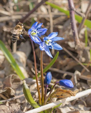 Arı flower2 üzerinde