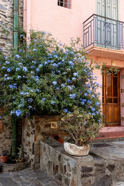 Fransa Nın Collioure Şehrinde Çiçeklerle Süslenmiş Bir Telifsiz Stok Fotoğraflar