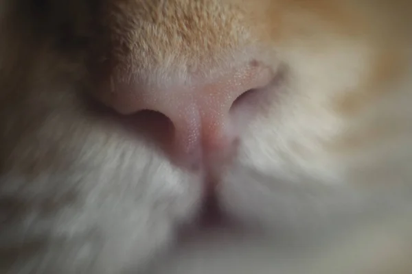 一只粉红鼻子的姜汁猫的被子 粉色粗糙的鼻子 大鼻子 — 图库照片
