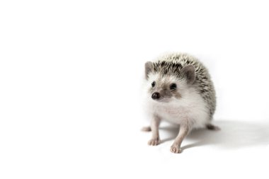 Beyaz arka planda küçük bir Afrikalı komik kirpi. Cüce kirpi. Ev yapımı kirpi. Elle kirpi. Kirpi bıyığı