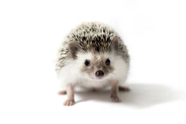 Beyaz arka planda küçük bir Afrikalı komik kirpi. Cüce kirpi. Ev yapımı kirpi. Elle kirpi. Kirpi bıyığı