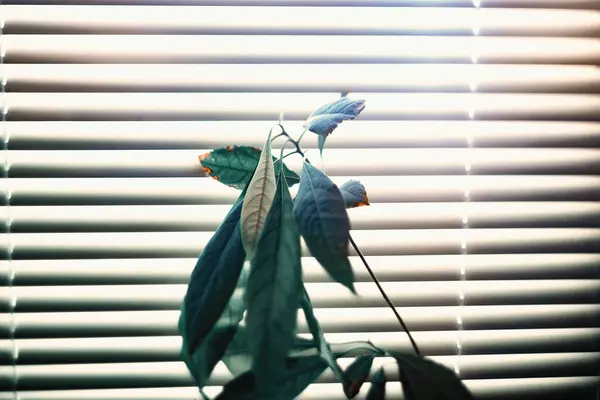 Green avocado on a background of blinds and sunny light