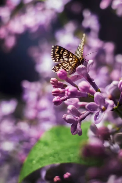 Butterfly Flew Blooming Lilac Raindrops Beautiful Macro Green Leaves — Stock Photo, Image