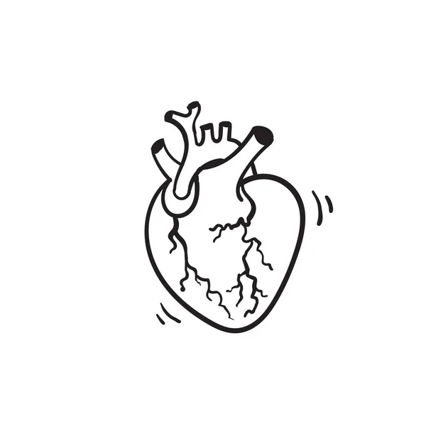 Vecteur Dessiné Main Isolé Coeur Humain Coeur Anatomique Correct Avec — Image vectorielle