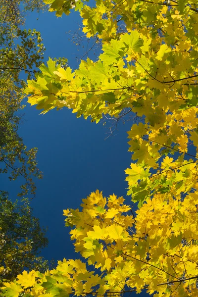 Outono deixa fronteira o céu azul — Fotografia de Stock