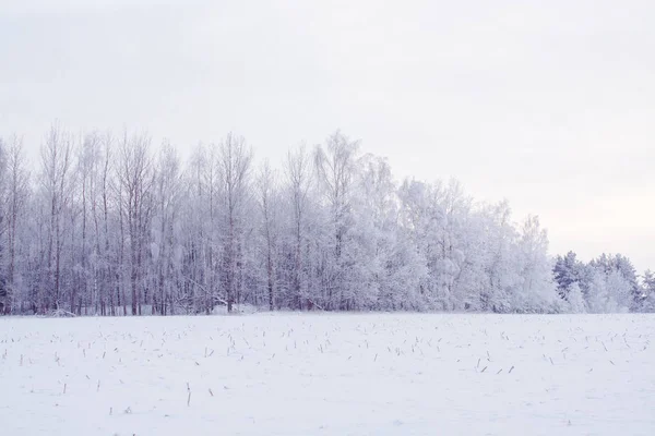 Kış manzarası. Bulutlu gün. Kış düşüş. — Stok fotoğraf
