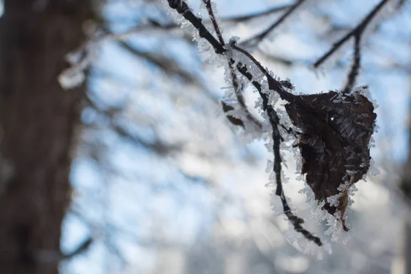 Zimowe gałęzie drzew w błysk szronu w słońcu — Zdjęcie stockowe