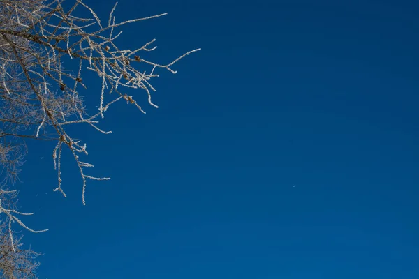 Vinter grenar av träd i rimfrosten glint i solen mot bakgrund av den blå himlen — Stockfoto