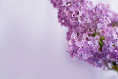 Lila zemin üzerine eflatun çiçekler.