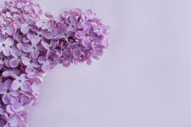 Lila zemin üzerine eflatun çiçekler.