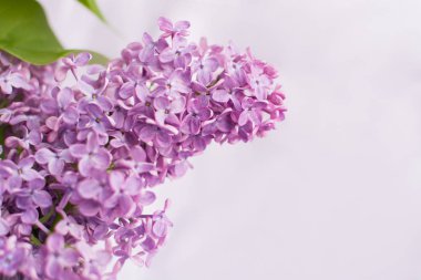 Lila zemin üzerine eflatun çiçekler.