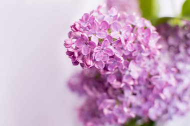 Lila zemin üzerine eflatun çiçekler.