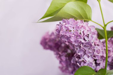 Lila zemin üzerine eflatun çiçekler.