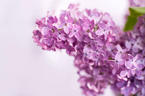 The Lilac flowers  on a lilac background. — Stock Photo, Image
