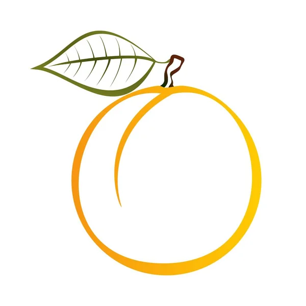 Kontur der reifen gelben Aprikose mit grünem Stiel mit braunem Ende und grünem Blatt auf weißem Hintergrund. reifer Sommer natürliche hausgemachte Früchte — Stockvektor