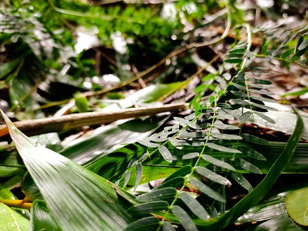 Small Green Leaves Side View — 스톡 사진