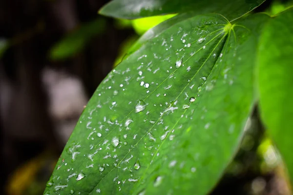 Κάποια Σταγόνα Βροχής Πέφτει Ένα Πράσινο Φύλλο — Φωτογραφία Αρχείου