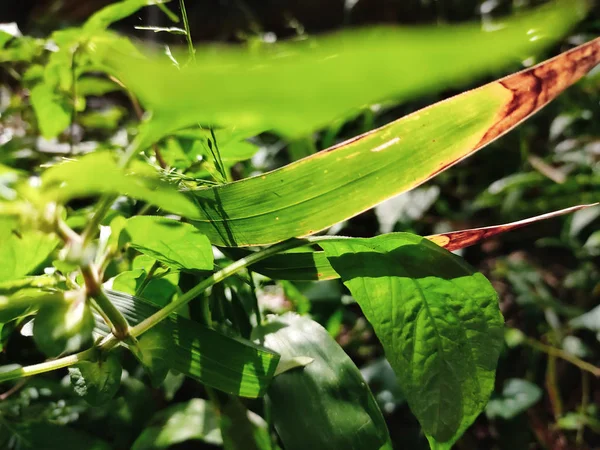 Yeşil bambu yaprağı makro çekim.