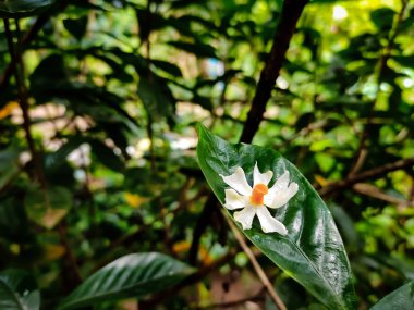 Küçük kış çiçeği.