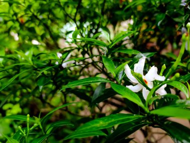 Küçük kış çiçeği.