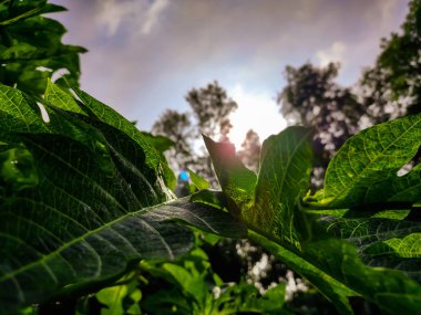 Bir sabah doğal yakın çekim..